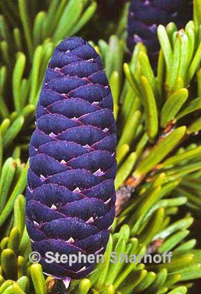 tsuga mertensiana cone graphic